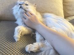 -猫大福·Fortune Cat猫舍(百子湾店)