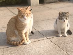 -崂山巨峰游览区