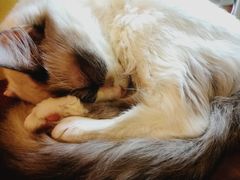 -猫色咖啡·猫咖