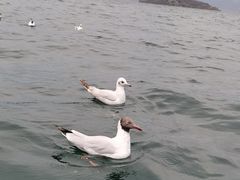 -丽江泸沽湖景区