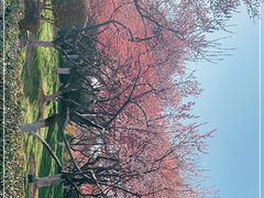 -红梅公园