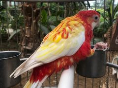 -南宫五洲植物乐园