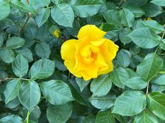 -国家植物园南园