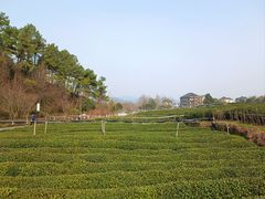 -龙坞茶村