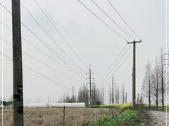 -喜杨洋草莓采摘园