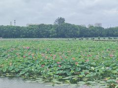-荷塘月色湿地公园·向阳花洲