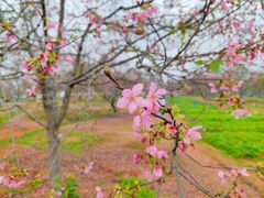 -天适樱花悠乐园