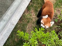 -成都动物园