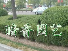 -双季花艺园艺市场(浦东店)
