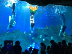 -芜湖新华联大白鲸海洋公园