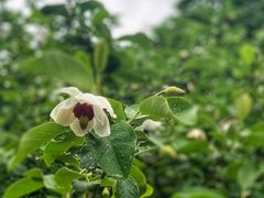 -大连天门山国家森林公园