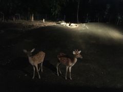 -清迈夜间动物园