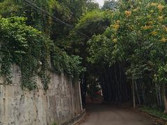 -火炉山森林公园