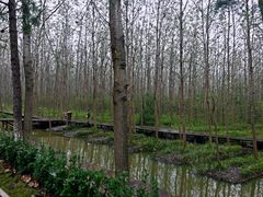 滨湖湿地公园-合肥滨湖国家森林公园