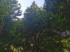 -神光山国家森林公园