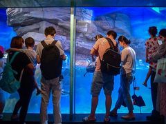-海合安武汉极地海洋公园