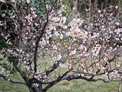 -曲江惠宾苑宾馆(大雁塔大唐不夜城店)