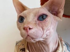 -猫腻·猫咖·撸猫馆(星光大道店)