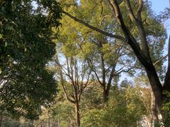 -秋霞圃