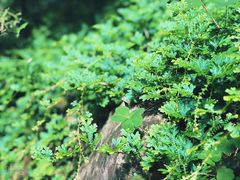 -南山植物园