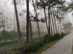 -合肥滨湖国家森林公园