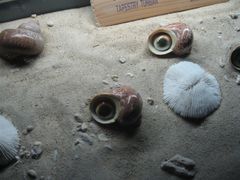 -亚龙湾中心广场·贝壳馆