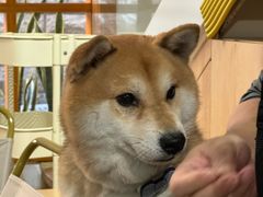 -是阿柴呀！柴犬咖啡·爱喵喵猫咖