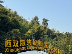 -西双版纳原始森林公园