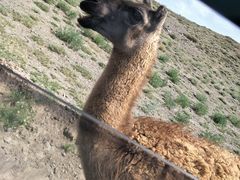 -新疆天山野生动物园