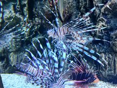 -北戴河圣蓝海洋公园