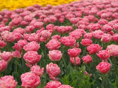 -荷兰花海