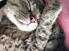 -Bastet sally猫舍购宠(静安店)