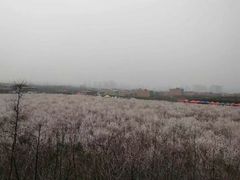 -明秦王墓遗址