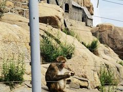 -西霞口神雕山野生动物世界