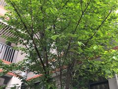 -金陵中学(河西分校)