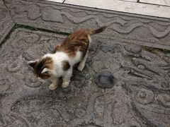 -西安化觉巷清真大寺