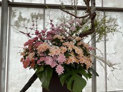 -上海鲜花港