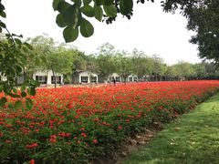 -广东花都香草世界旅游度假区