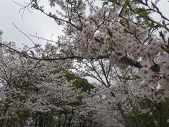 -高东镇樱花园