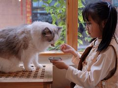 -有猫咖啡umeow coffee