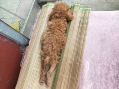 -美联众合动物医院(·中兽医·疑难杂症·严家桥分院)