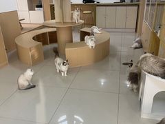 -鼓捣猫呢主题猫咖店