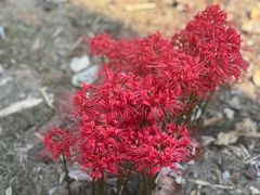 -福建鲤鱼洲酒店