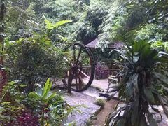 android_upload_pic-莫里热带雨林景区