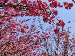-高东镇樱花园
