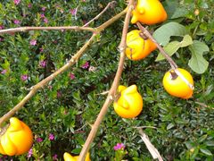 -优游吧斯邹族文化部落