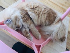 -猫腻·猫咖·撸猫馆(星光大道店)