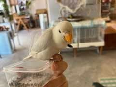 -吉丁鸟咖·异宠·寄养