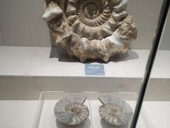 -安徽省地质博物馆