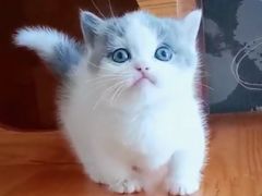 -Bastet sally猫舍购宠(静安店)